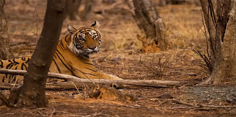 ranthambore-national-park-wildlife-at-its-best